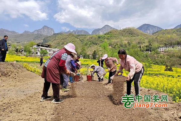 湖北恩施：蔬菜種植助增收 ()