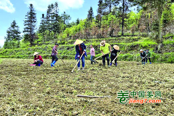 貴州麻江：生姜助力企業協同發展 ()