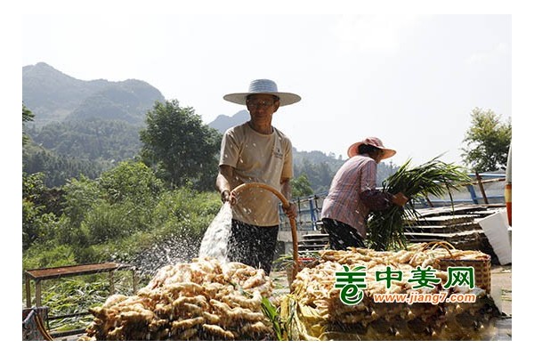 廣西：高山生姜“搶鮮”上市 ()