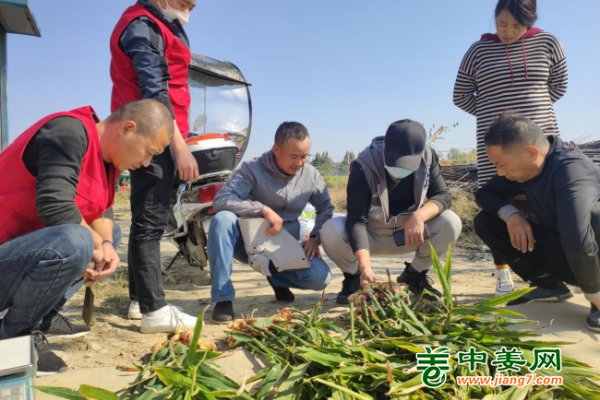 2022年南方生姜基地測產（一） ()