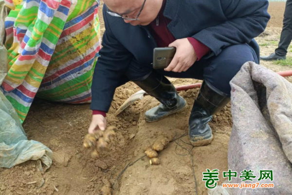 中姜網2023年新增生態生姜基地種植前技術指導——河南葉縣站 ()