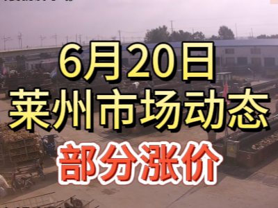 6月21日 萊州生姜交易實況（落1毛） ()