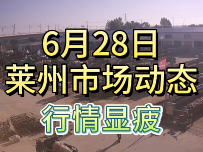 6月28日 萊州生姜交易實況（行情顯疲） ()