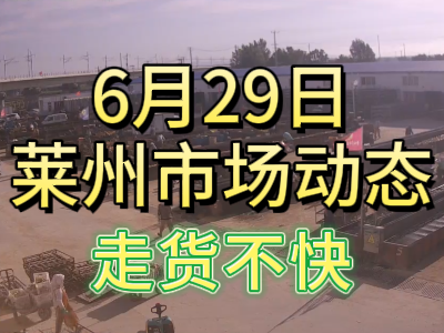 6月29日 萊州生姜交易實況（走貨不快） ()