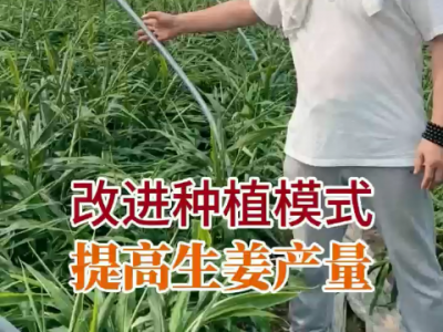 改進種植模式 提高生姜產量 ()