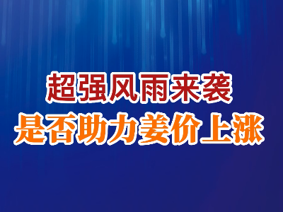 老石說姜：超強風雨來襲是否助力姜價上漲？ ()