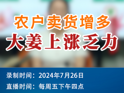 農戶賣貨增多 大姜上漲乏力 ()