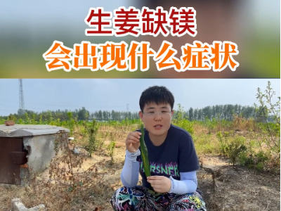 生姜缺鎂會出現什么癥狀？ ()