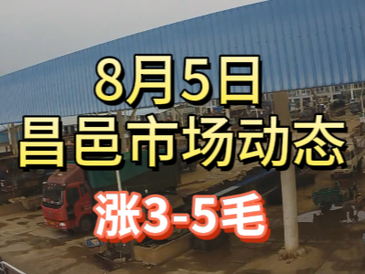 8月5日 琨福市場大姜價格（漲3-5毛） ()