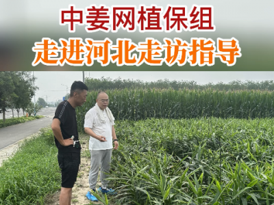 中姜網植保組走進河北走訪指導 ()