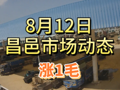 8月12日 琨福市場大姜價格（漲1毛） ()