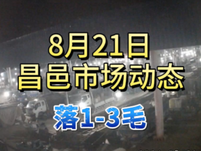 8月21日 琨福市場大姜價格（落1-3毛） ()