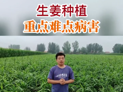 生姜種植重點難點病害 ()