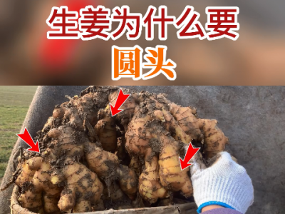 生姜為什么要圓頭？ ()