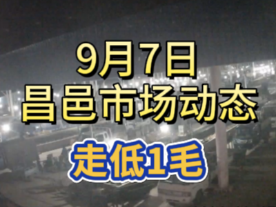 9月7日 琨福市場大姜價格（走低1毛） ()