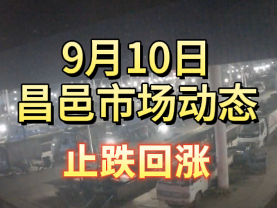 9月10日 琨福市場大姜價格（止跌回漲） ()