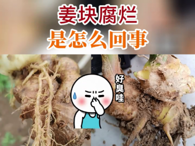 姜塊腐爛是怎么回事？ ()