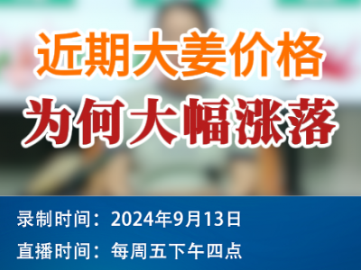 農情漫談：近期大姜價格為何大幅漲落 ()