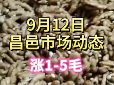 9月13日 琨福市場大姜價格（漲1-5毛） ()