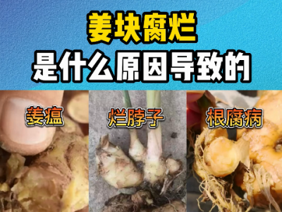 姜塊腐爛是什么原因導致的？ ()