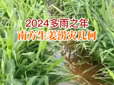 2024多雨之年南方生姜澇災幾何？ ()