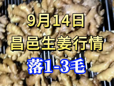 9月14日 昌邑大姜價格行情（落1-3毛） ()