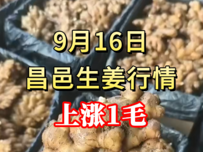 9月16日 昌邑大姜價格行情（上漲1毛） ()