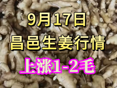 9月17日 昌邑大姜價格行情（上漲1-2毛） ()