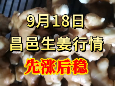 9月18日 昌邑大姜價格行情（先漲后穩） ()