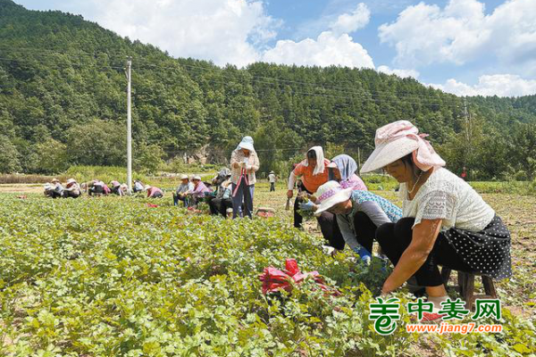 高山蔬菜“錢”景廣闊 ()