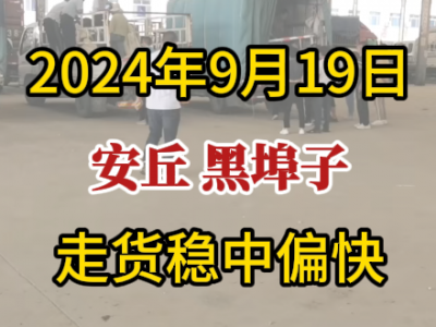 9月19日下午安丘黑埠子市場（走貨穩中偏快） ()