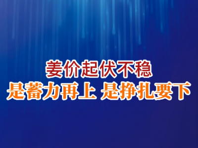 老石說姜：姜價起伏不穩 是蓄力再上還是掙扎要下？ ()