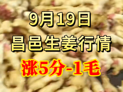 9月19日 昌邑大姜價格行情（漲5分-1毛） ()