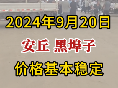 9月20日下午安丘黑埠子市場（基本穩定） ()