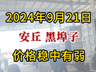 9月21日下午安丘黑埠子市場（價格穩中有弱） ()