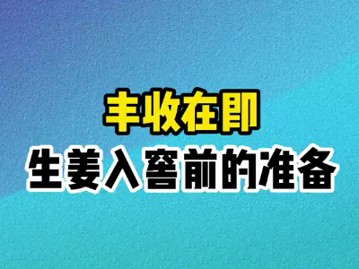 豐收在即生姜入窖前的準備 ()