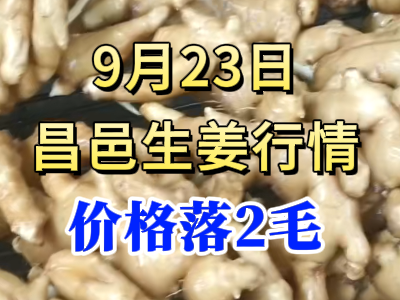 9月23日 昌邑大姜價格行情（價格落2毛） ()