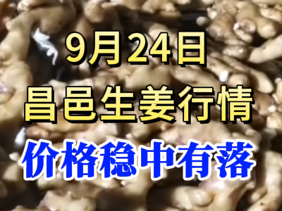 9月24日 昌邑大姜價格行情（價格穩中有落） ()