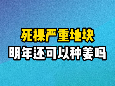 死棵嚴重地塊明年還可以種姜嗎？ ()