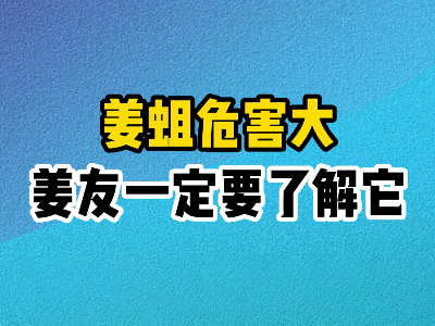 姜蛆危害大姜友一定要了解它 ()