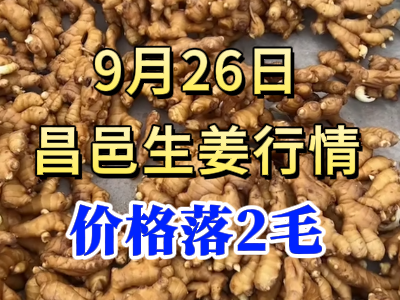 9月26日 昌邑大姜價格行情（價格落2毛） ()