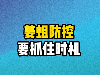 姜蛆防控要抓住時機 ()