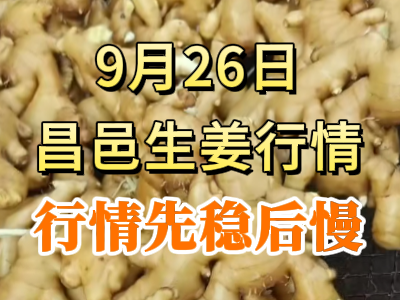 9月27日 昌邑大姜價格行情（行情先穩后慢） ()