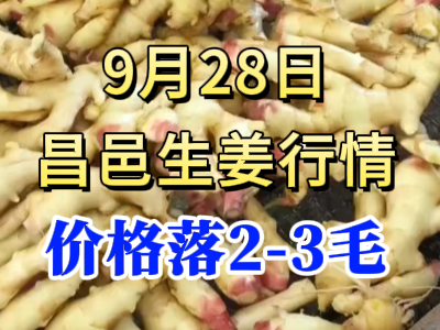 9月28日 昌邑大姜價格行情（價格落2-3毛） ()