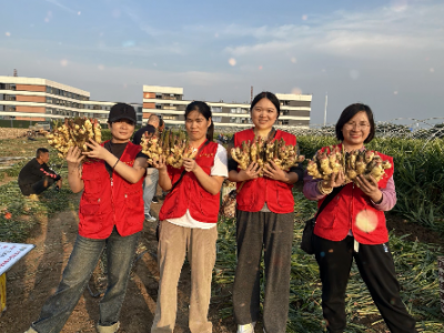 中姜網河北/遼寧生姜高產示范田測產錦集 ()