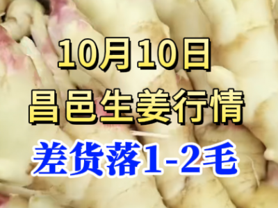 10月10日 昌邑大姜價格行情（差貨落1-2毛） ()