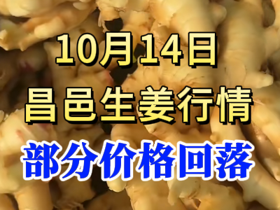 10月14日 昌邑大姜價格行情（部分價格回落） ()