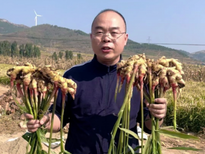 種姜催芽和不催芽的差距 ()