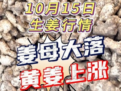 10月15日 大姜價格行情（姜母落 黃姜漲） ()