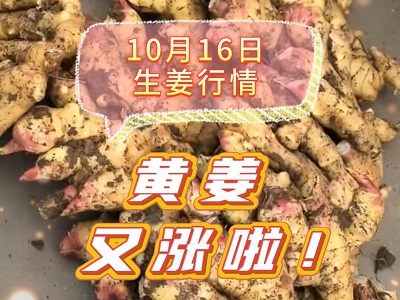 10月16日 生姜價格行情（黃姜又漲啦！） ()